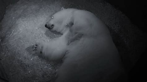 polar bear gives birth to twins abc news