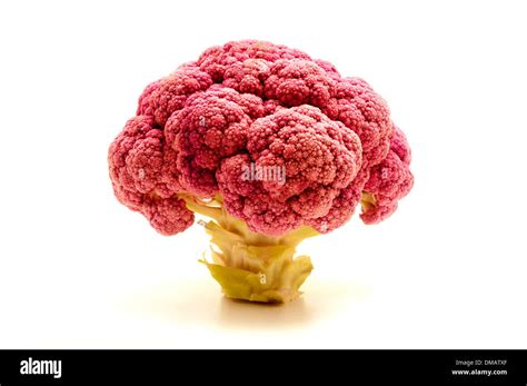 Purple Cauliflower On A White Background Stock Photo Alamy