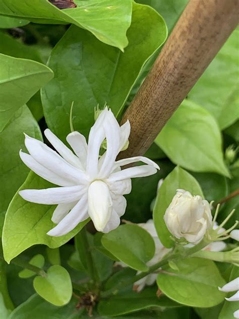 Jasminum Sambac Belle Of India Italian Botanical Trips