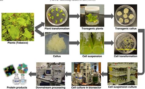 Plant Cell Culture Transformation Nanoparticle Mediated Delivery