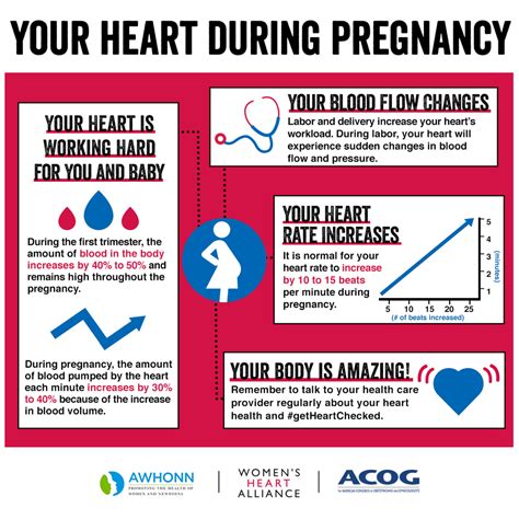 Your Heart During Pregnancy Women S Heart Alliance