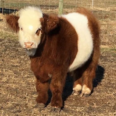 Registered mini panda, registered american belte cows and bulls. Pin by Jim Durham on Panda Cattle (Miniature ...