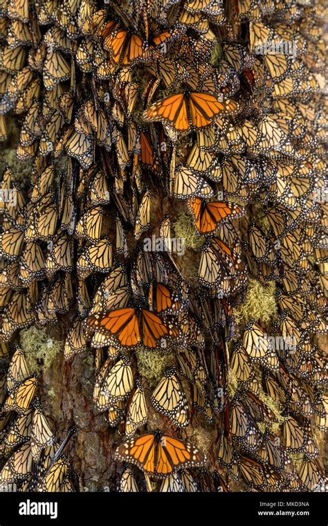Monarch Butterfly Danaus Plexippus In Wintering From November To