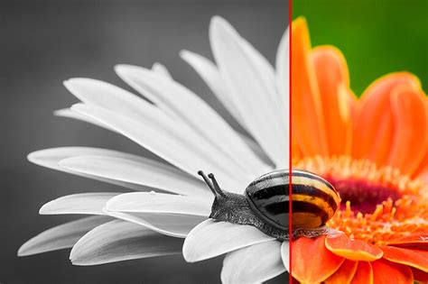 What Is Contrast In Photography High Contrast And Low Contrast