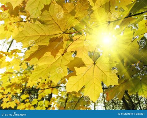 Autumn Leaves Of Maple Tree And Sunlight Stock Image Image Of