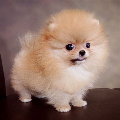 Pomeranian Fluffy Cutest Puppies Pets Lovers