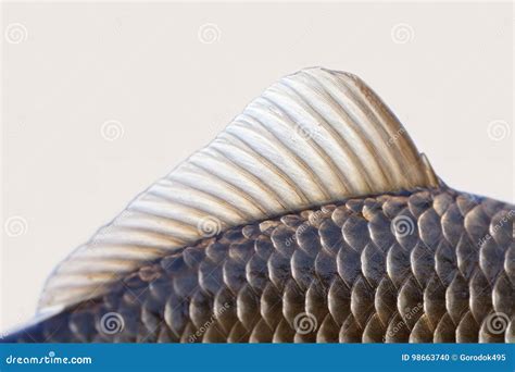Carassius Fish Fin Skin Scales Textured Photo Macro View Crucian Carp