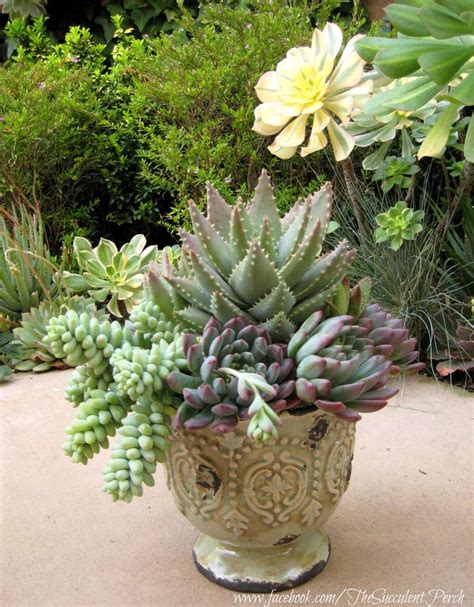1055 Best Images About Cactus N Succulent Beauty On