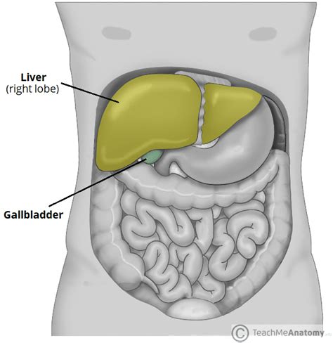 Show Location Of The Liver In The Human Body