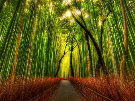 Wallpaper Bamboo Forest Wallpapers