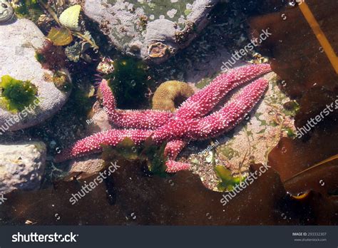 Shortspined Sea Star Pisaster Brevispinus Stock Photo Edit Now 293332307