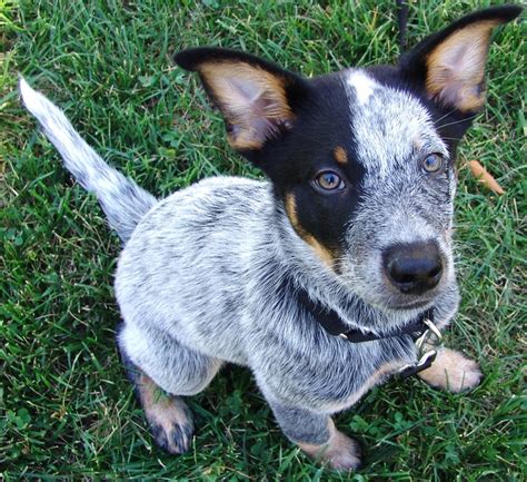 Queensland Heeler Puppies For Sale In California References Puppies Blog