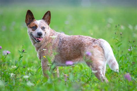 Are Red Heelers Small Breed Dogs