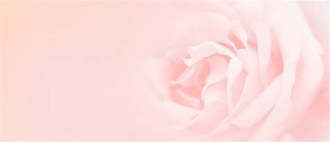 Pink Background Images Free Vectors Stock Photos And Psd