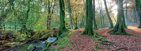 Sunlit Woodland Birks Oaberfeldy Photograph By Kathy Collins Fine