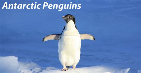 Antarctic Penguins Facts And Pictures Penguins In Antarctica