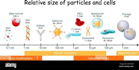 Comparaison de la taille relative des particules et des cellules à l