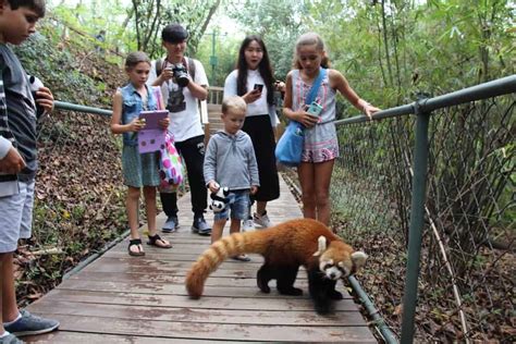 Chengdu shuangliu international airport was rated as an international gateway airport in 1993, and was authorized to issue visas on arrival in 2000. Visiting the Pandas in Chengdu, China | Mum on the Move