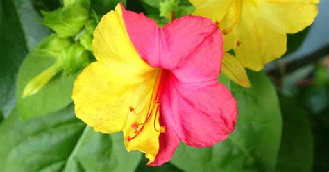 Soft pink flower of mirabilis jalapa, the marvel of peru or four o'clock flower, is the most commonly grown ornamental species of mirabilis plant, and is available in a range of colours. Mirabilis Jalapa Care: Learn Tips On Growing 4 O'clock ...