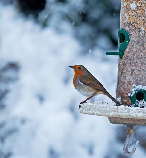 What Should I Feed Birds In The Winter Earnshaws Fencing Centres
