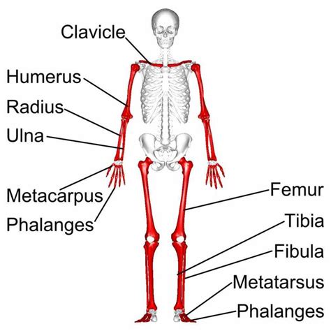 The Long Bones In The Human Skeleton Human Skeleton Has A Number Of