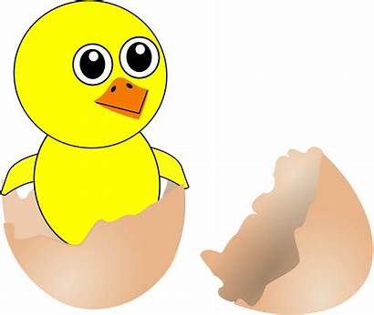 Cartoon Egg Clipart Chick Born Coming Funny