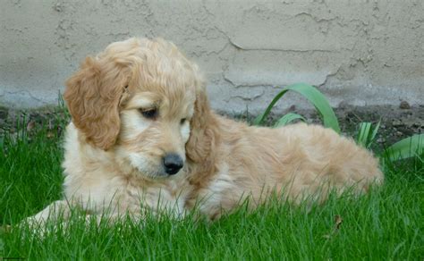 One puppy or kitten adopted in charlotte paves the way for another one to be saved. Goldendoodle - Puppies, Rescue, Pictures, Information ...
