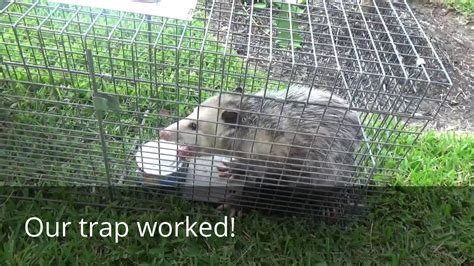 How To Catch And Release Opossum Using Cage Trap Youtube