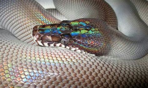Black White Lipped Python Wow That Head Pet Snake Cute Snake