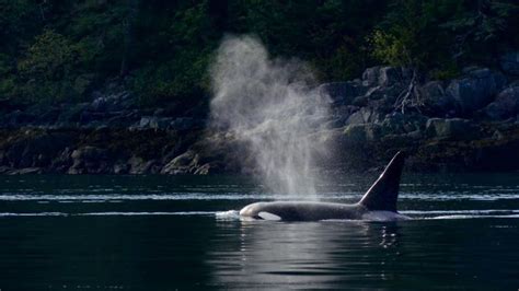 Orca British Columbia British Columbia British Columbia