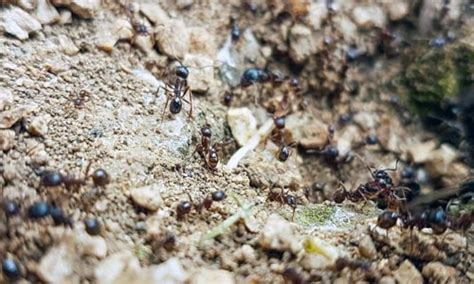 I think it was because they took over five bags of firtilizer. How To Kill Ants In Garden Soil: 23 Proven Methods That ...