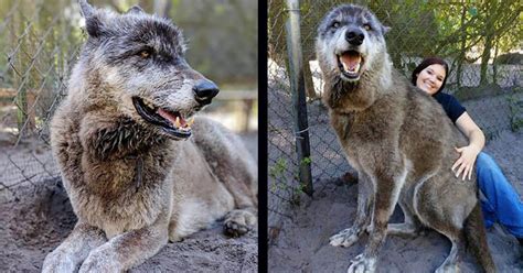 You should get an american alsatian. Enormous Wolfdog Rescued by Sanctuary After Being Dropped ...