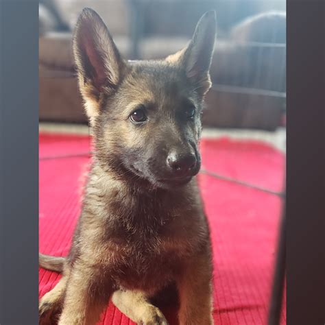 German Shepherd Male Id6743 Ms Central Park Puppies