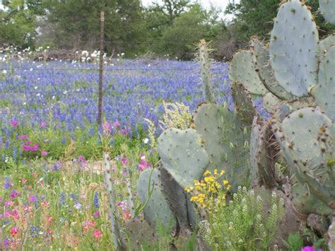 In a world of instagram plantfluencers, pandemic plant parenthood newbies, trending monstera, and famous florists, the cactus store in los angeles stands out for its lovingly obsessive, time­ tested engagement with all things hardy and spiked. 74 best images about Texas...Hill Country on Pinterest ...