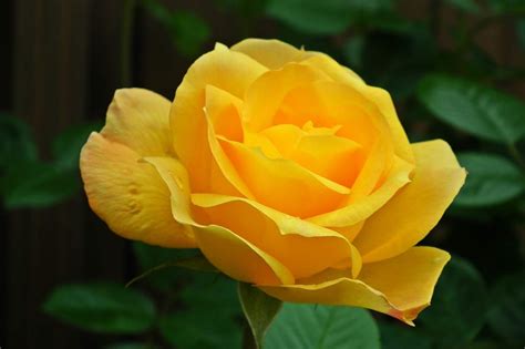 We've taken an in depth look at what yellow flowers mean. History and Meaning of Yellow Roses | Beautiful flowers ...