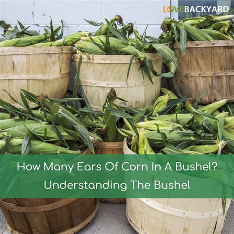 Pagesmediabooks & magazinesmagazinepopular sciencevideosis corn a fruit, vegetable, or grain? How Many Ears Of Corn In A Bushel? Understanding The ...