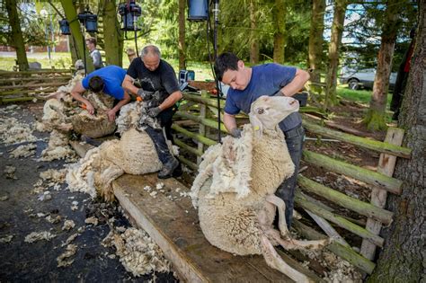 Shearing Time For Sheep In Germanys Mountains