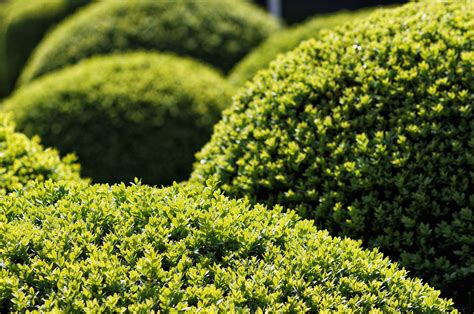 5 Attractive Drought Tolerant Shrubs For Your Garden Birds And Blooms