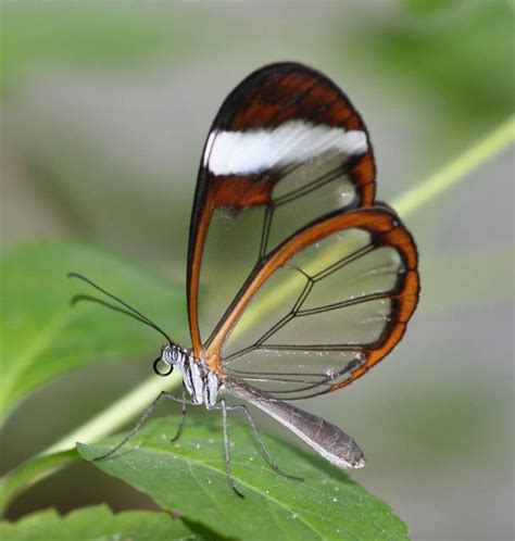 The Incredible Glasswing Butterfly