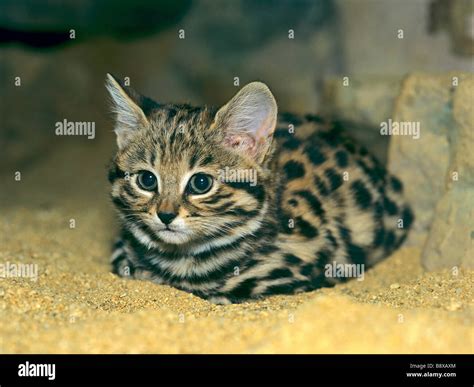 Young Black Footed Cat Lying Felis Nigripes Stock Photo Alamy
