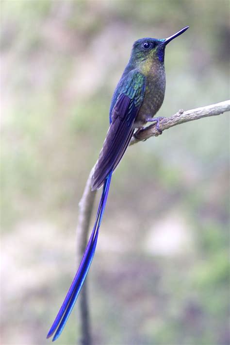 Long Tailed Sylph Pet Birds Tropical Birds Hummingbird Pictures