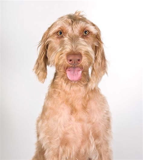 Wirehaired Vizsla Dog Breed Everything About Wirehaired