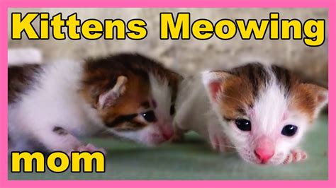 Baby Kittens Meowing Very Loudly For Mom Cat Newborn Kittens Youtube