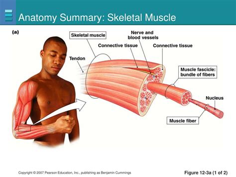 Ppt The Three Types Of Muscle Powerpoint Presentation Free Download