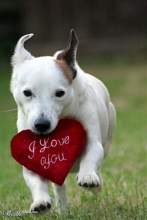 Dog Saying I Love You Dogs Dog Quotes Dog Love