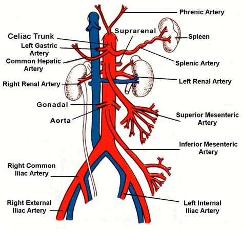 25 Human Veins And Arteries Diagram Markcritz Template Design