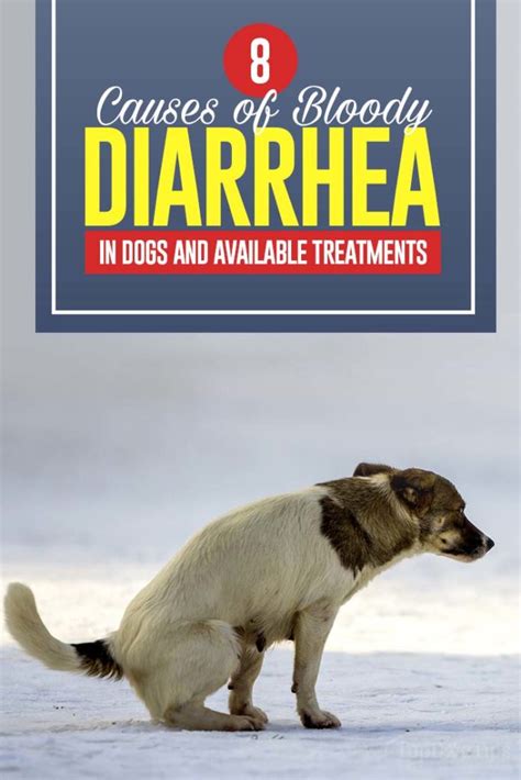 8 Causes Of Bloody Diarrhea In Dogs Best Treatments And A Case Study