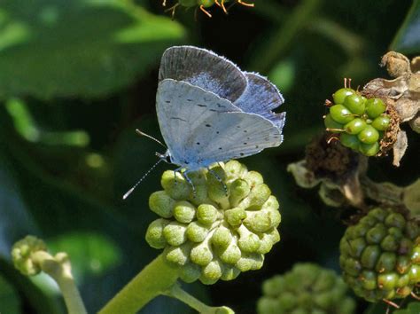 Holly Blue And Lulworth Skipper Durlston Dorset Butterflies