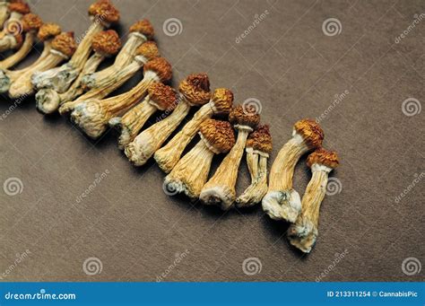 Dried Psilocybe Cubensis On Black Backfround Flat Lay Psilocybin