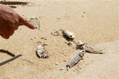 Dynamite Fishing Blamed For Quảng Trị Mass Fish Death